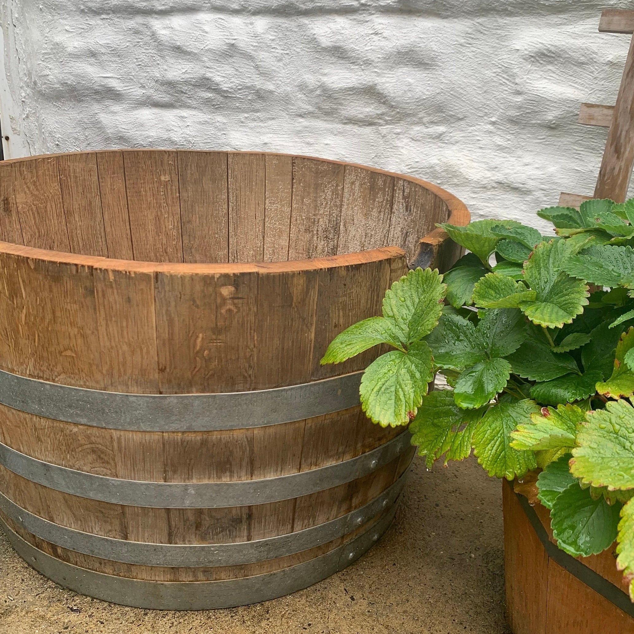 Wine Barrel 1/2 Planter | Barrel Dreams Inc.